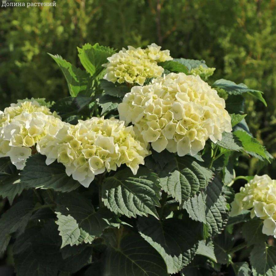 Гортензия крупнолистная Хай Кристал Пэлас, С2 - Dolinasad.by
