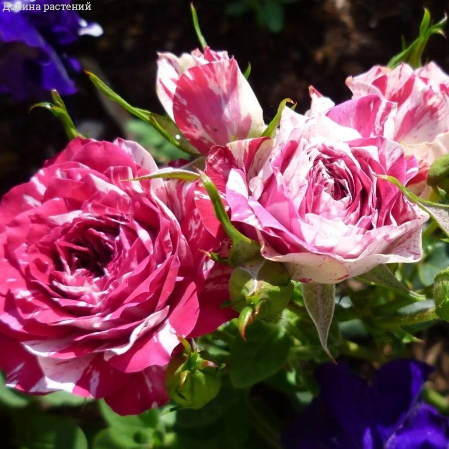 Роза Флешинг в горшке - Dolinasad.by