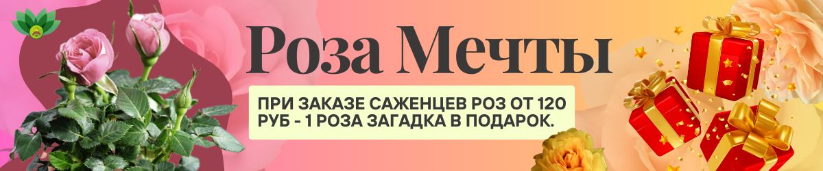 розы подарок