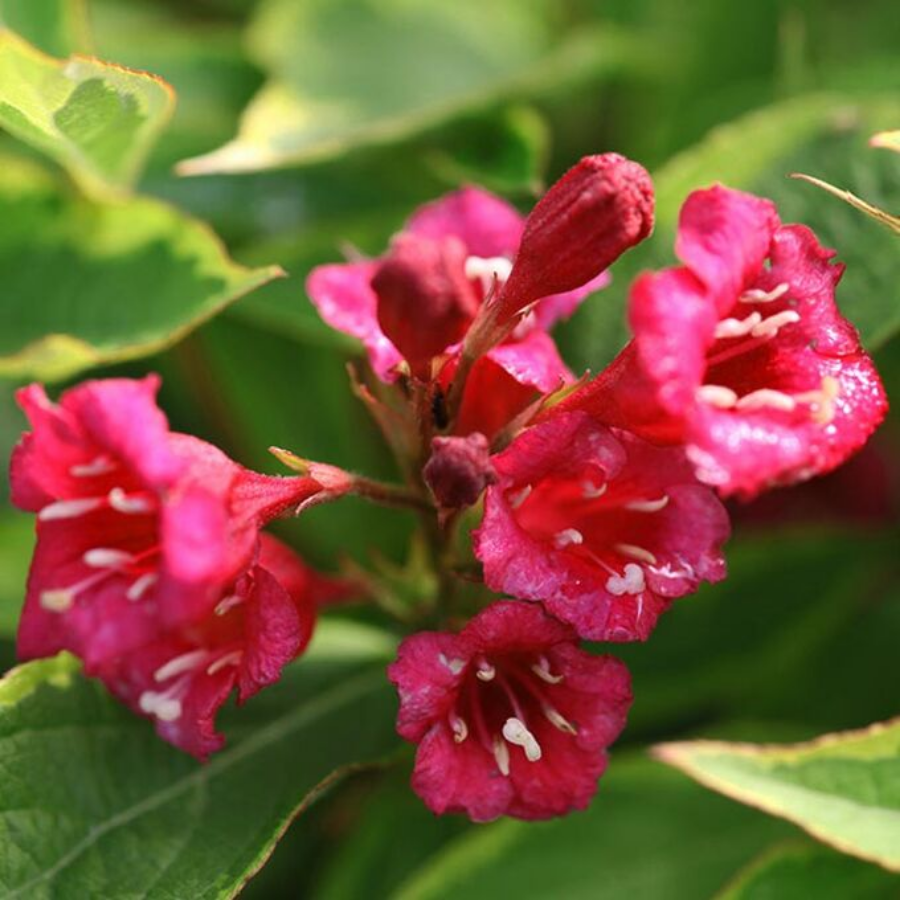 Вейгела цветущая Бригела, С2 - Dolinasad.by