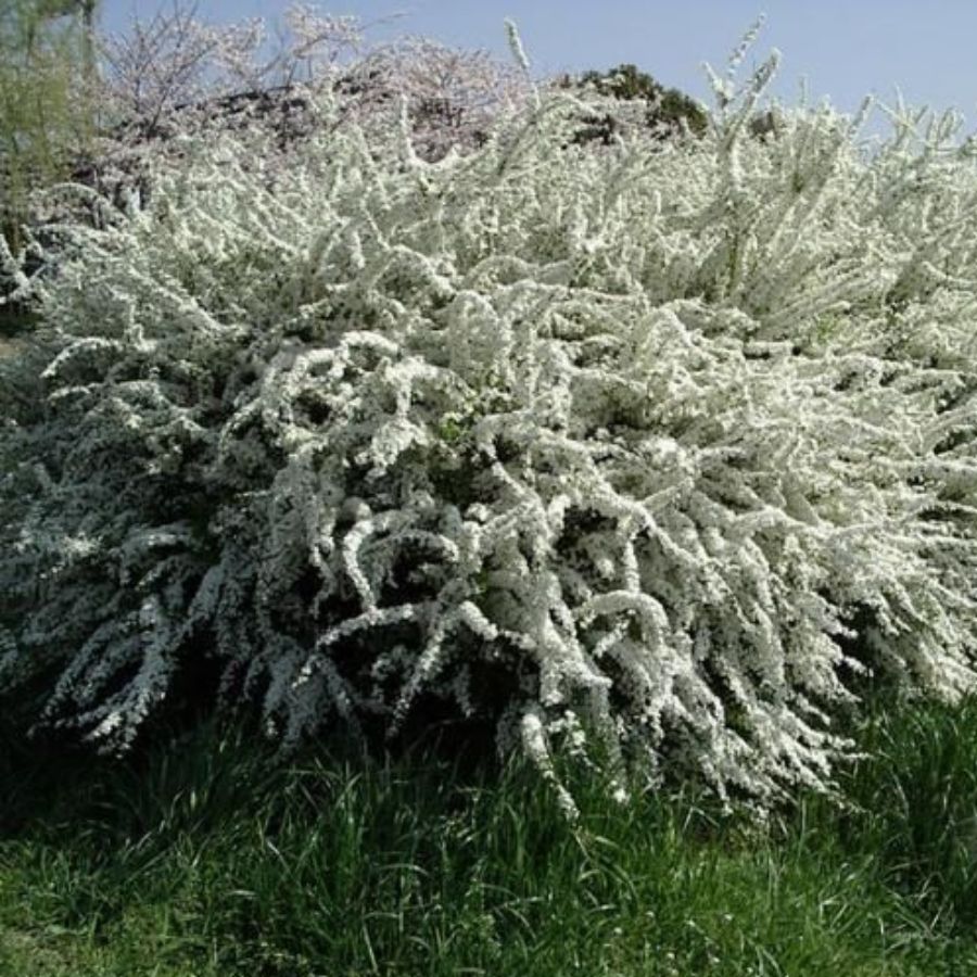 Спирея тунберга - Dolinasad.by