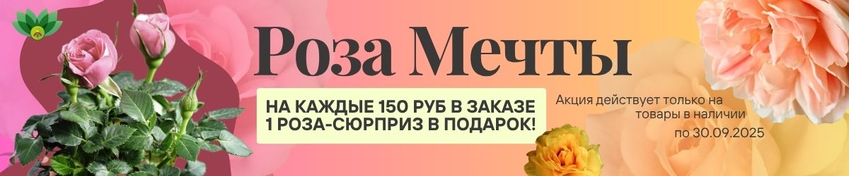 акция роза в подарок от 100 руб
