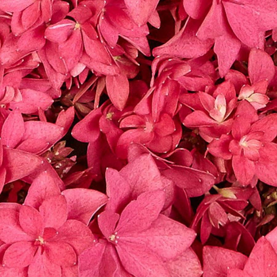 Гортензия крупнолистная Фрэнси Хот Пинк Гортензия крупнолистная Фрэнси Хот Пинк - Dolinasad.by
