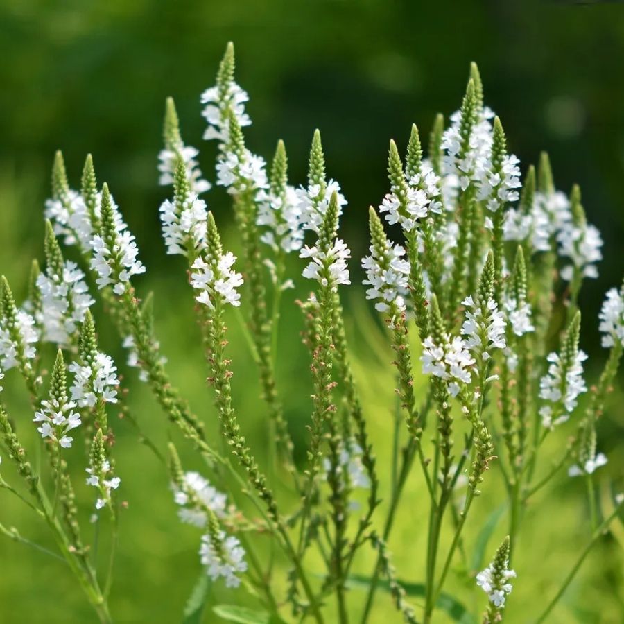 Вербена копьевидная Вайт Спайрс - Dolinasad.by