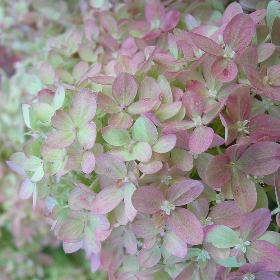 Гортензия метельчатая Мэджикал Лайм Спаркл, С3 - Dolinasad.by