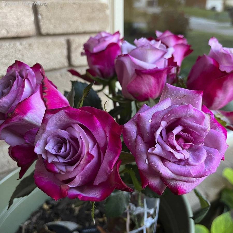 Роза Парадайз в горшке - Dolinasad.by