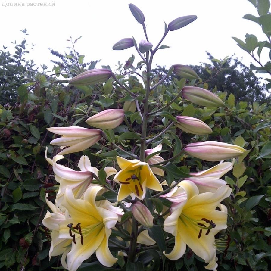 Лилия Монте Бьянко Лилия Монте Бьянко - Dolinasad.by