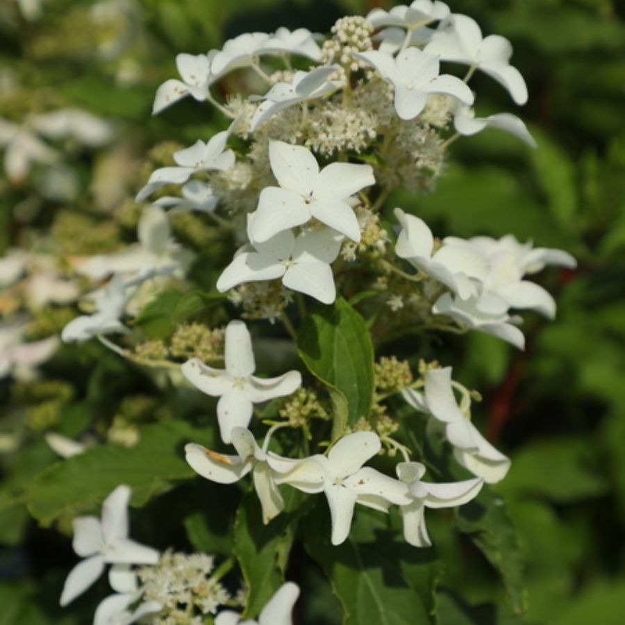 Гортензия метельчатая Дегудо, С3 - Dolinasad.by