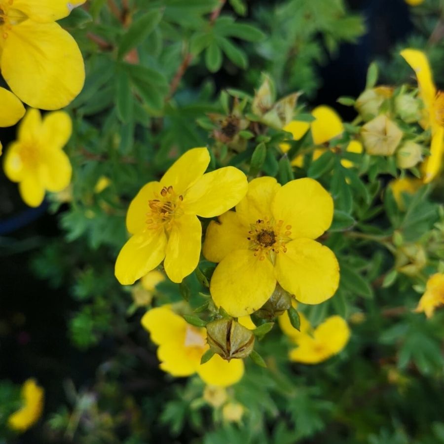 Лапчатка кустарниковая Голдстар, С3 - Dolinasad.by