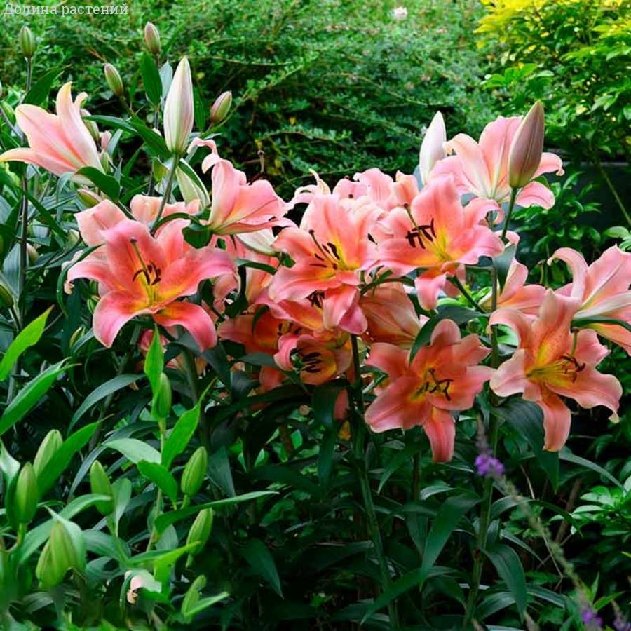 Лилия Зельмира Лилия Зельмира - Dolinasad.by