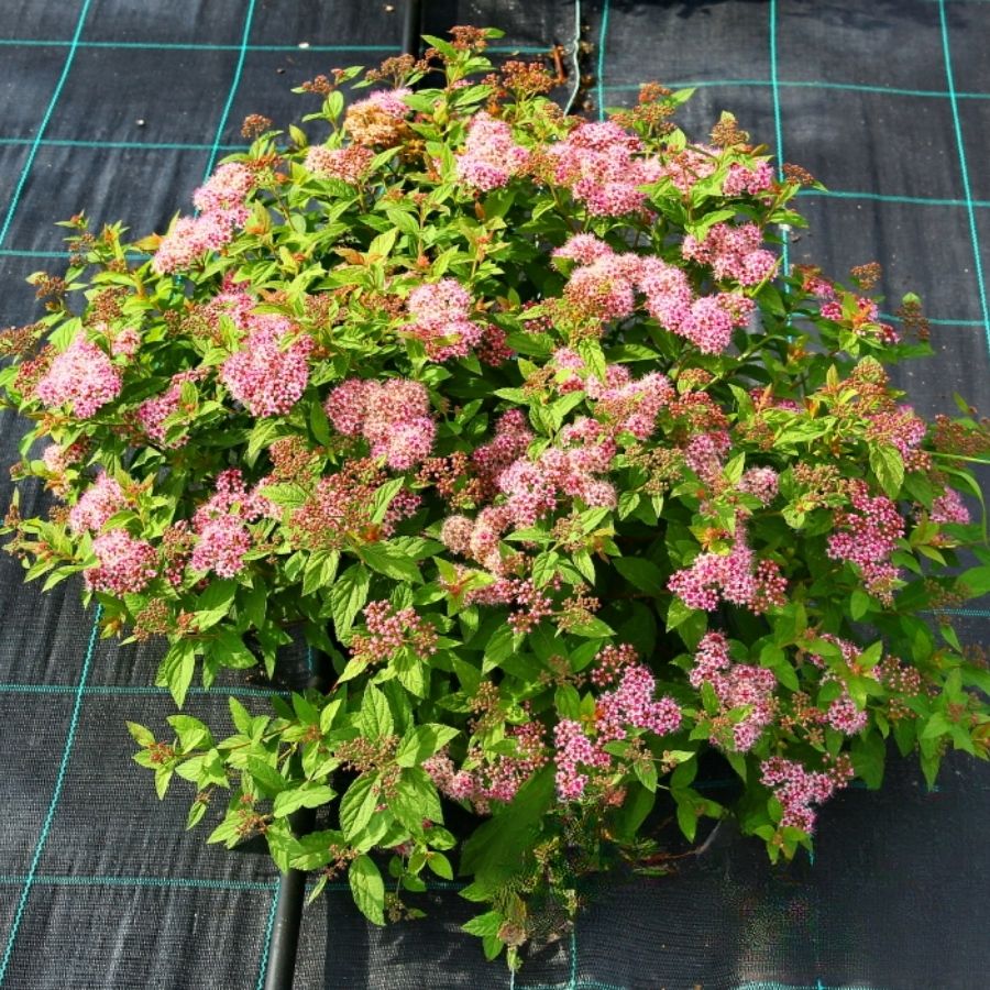 Спирея японская Манон, С7,5 - Dolinasad.by