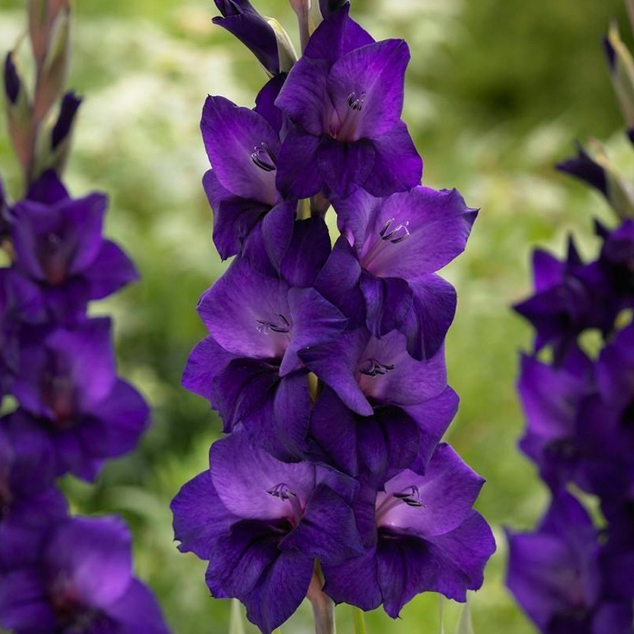 Гладиолус Некст Левел - Dolinasad.by