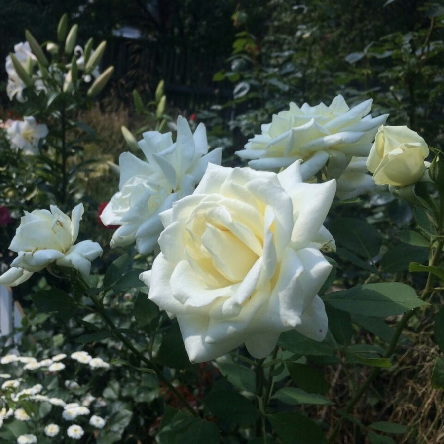 Роза Метрополитен Роза Метрополитен - Dolinasad.by