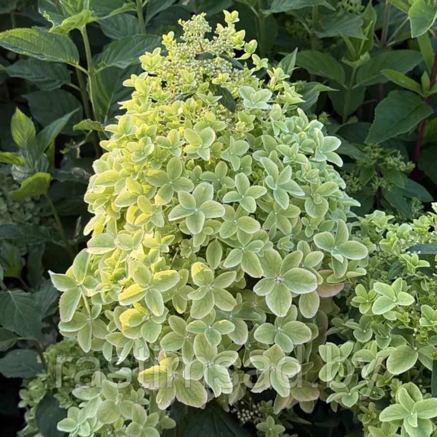 Гортензия метельчатая Металика, С2 - Dolinasad.by