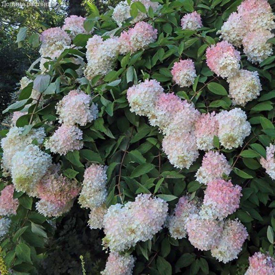 Гортензия метельчатая Грандифлора, С3 - Dolinasad.by
