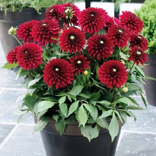 Георгина Фриволес Глоу фото