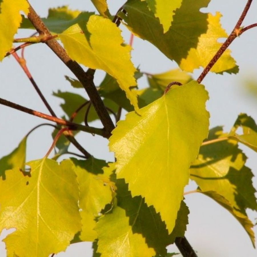 Береза повислая Шневердингер Гольдбирк, С3 - Dolinasad.by