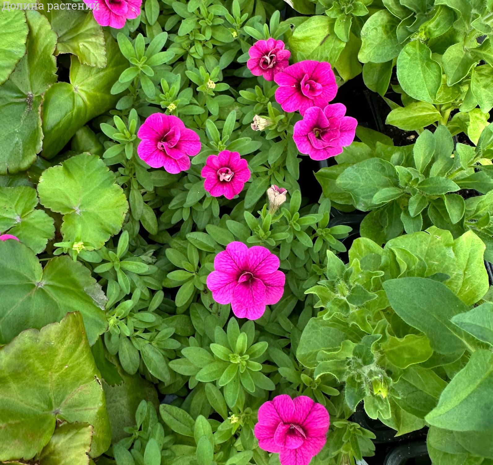 Калибрахоа Алоха Дабл Пурпл - Dolinasad.by