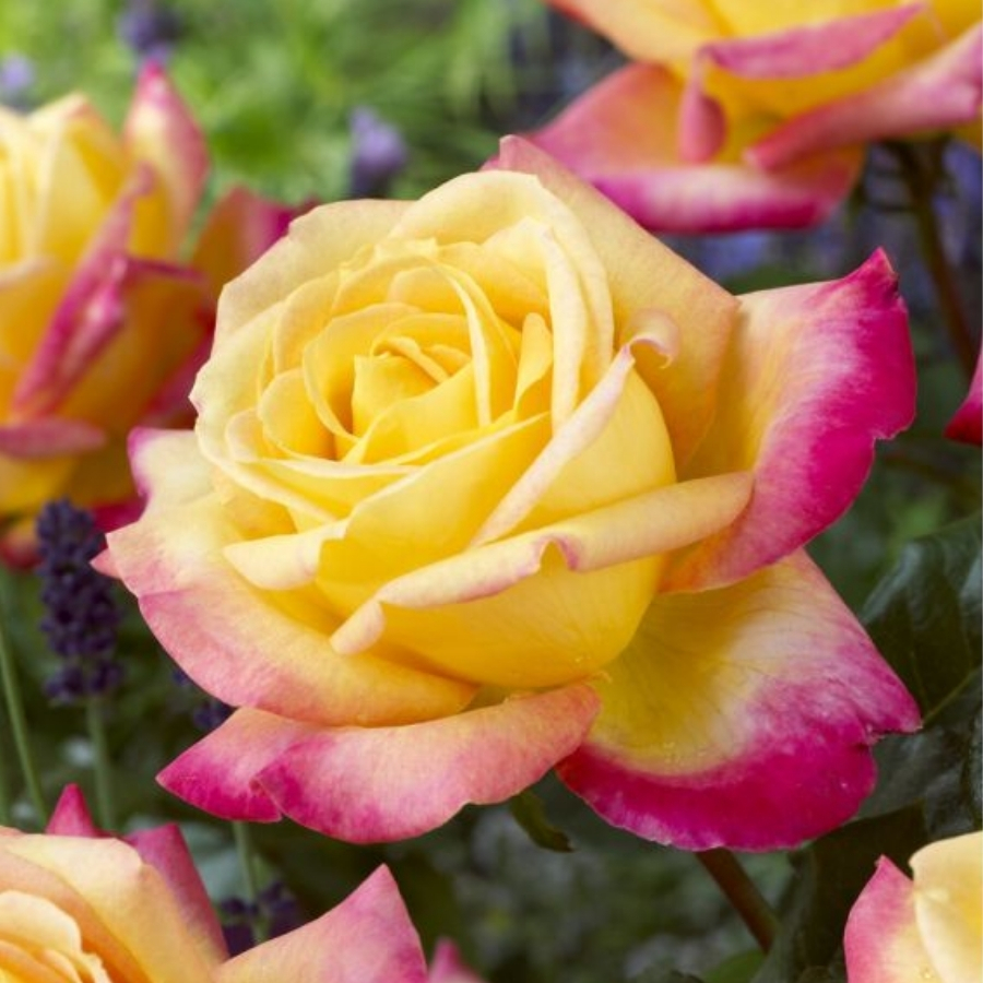 Роза штамбовая Ориент Экспресс - Dolinasad.by