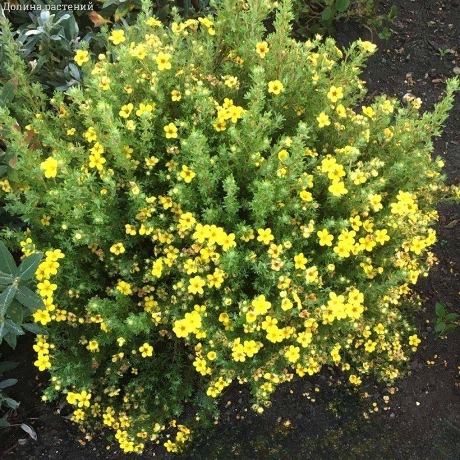 Лапчатка кустарниковая Белла Линдси. С3 - Dolinasad.by