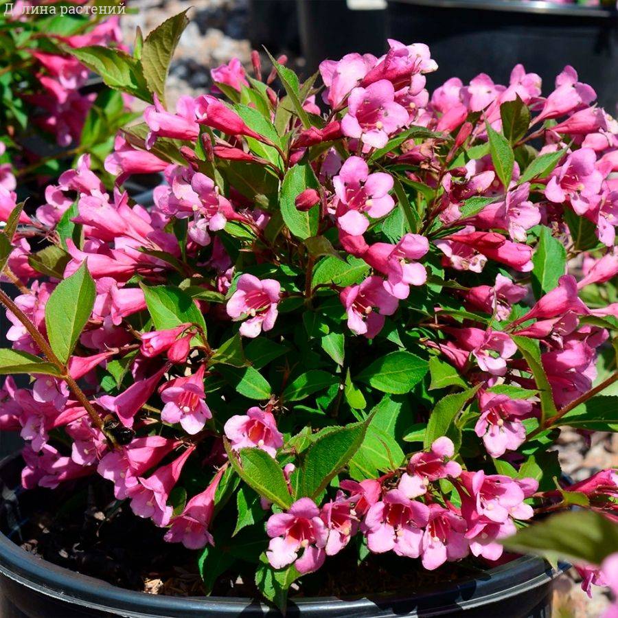 Вейгела Минуэт, С3 - Dolinasad.by