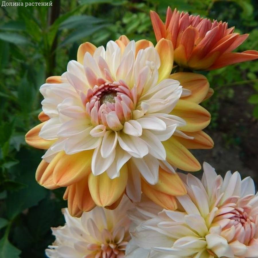 Георгина Коуп де Солеил - Dolinasad.by