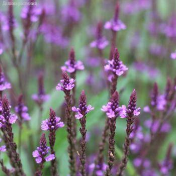 Вербена копьевидная Блю Спайрс - Dolinasad.by