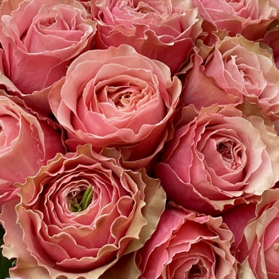 Роза Белиз Роза Белиз - Dolinasad.by