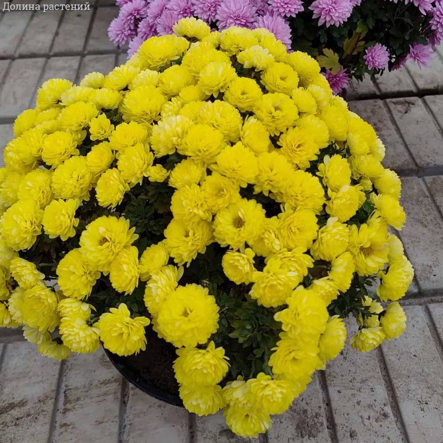 Хризантема мультифлора Джи Джи Еллоу - Dolinasad.by