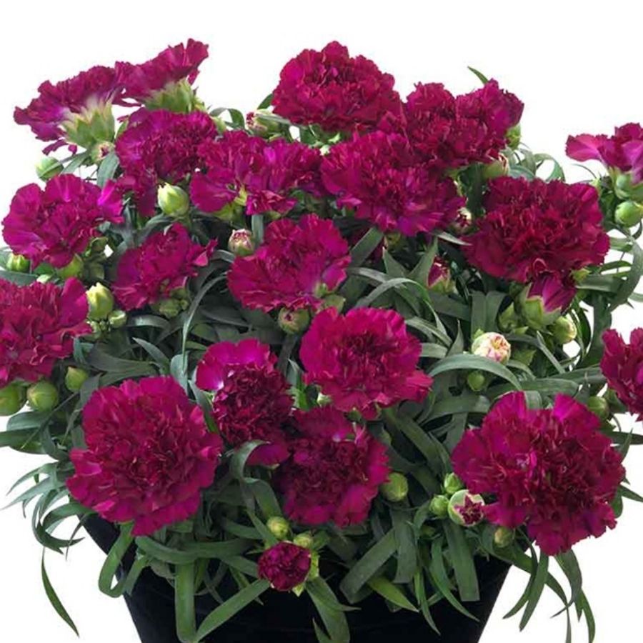 Гвоздика Свит Плеже Пурпл - Dolinasad.by