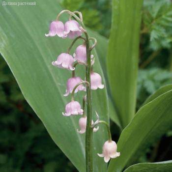 Ландыш майский Брайдал Чойс - Dolinasad.by