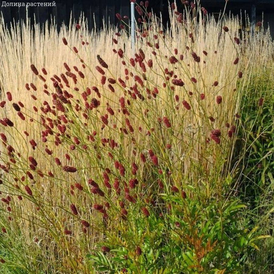 Кровохлебка лекарственная Лемон Сплэш - Dolinasad.by