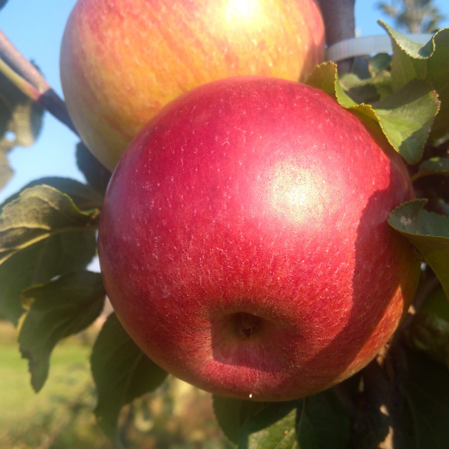 Яблоня Лучезарное/Осенняя фото
