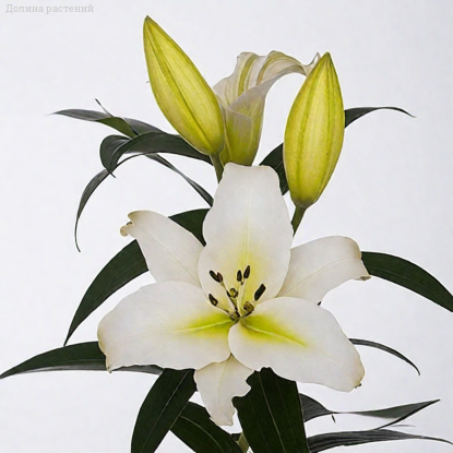 Лилия Монте Бьянко - Dolinasad.by