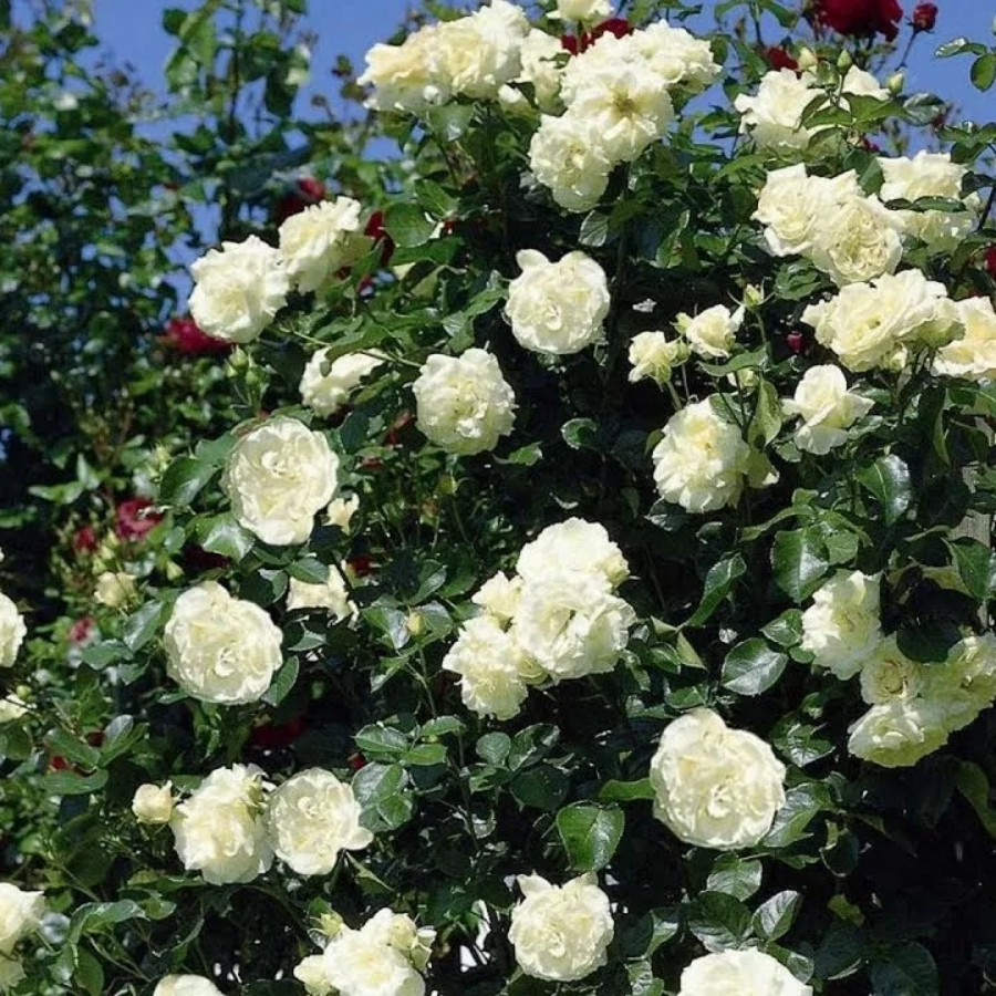 Роза Шневалцер Роза Шневалцер - Dolinasad.by