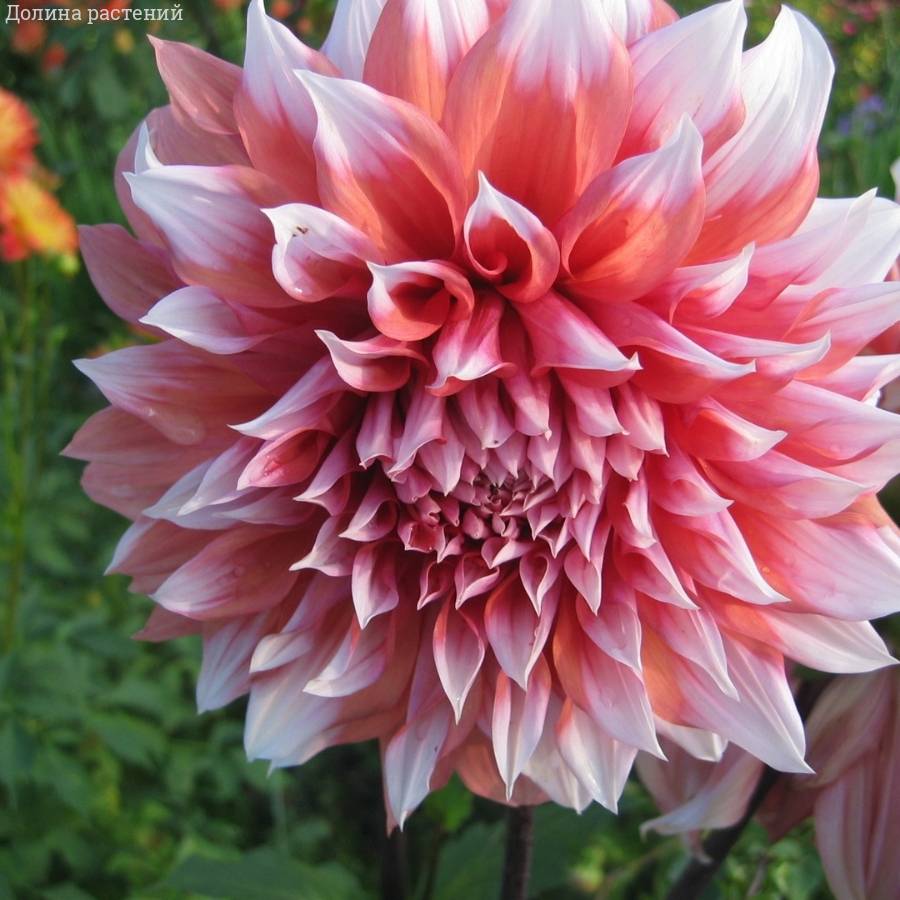 Георгина Голландский фестиваль - Dolinasad.by