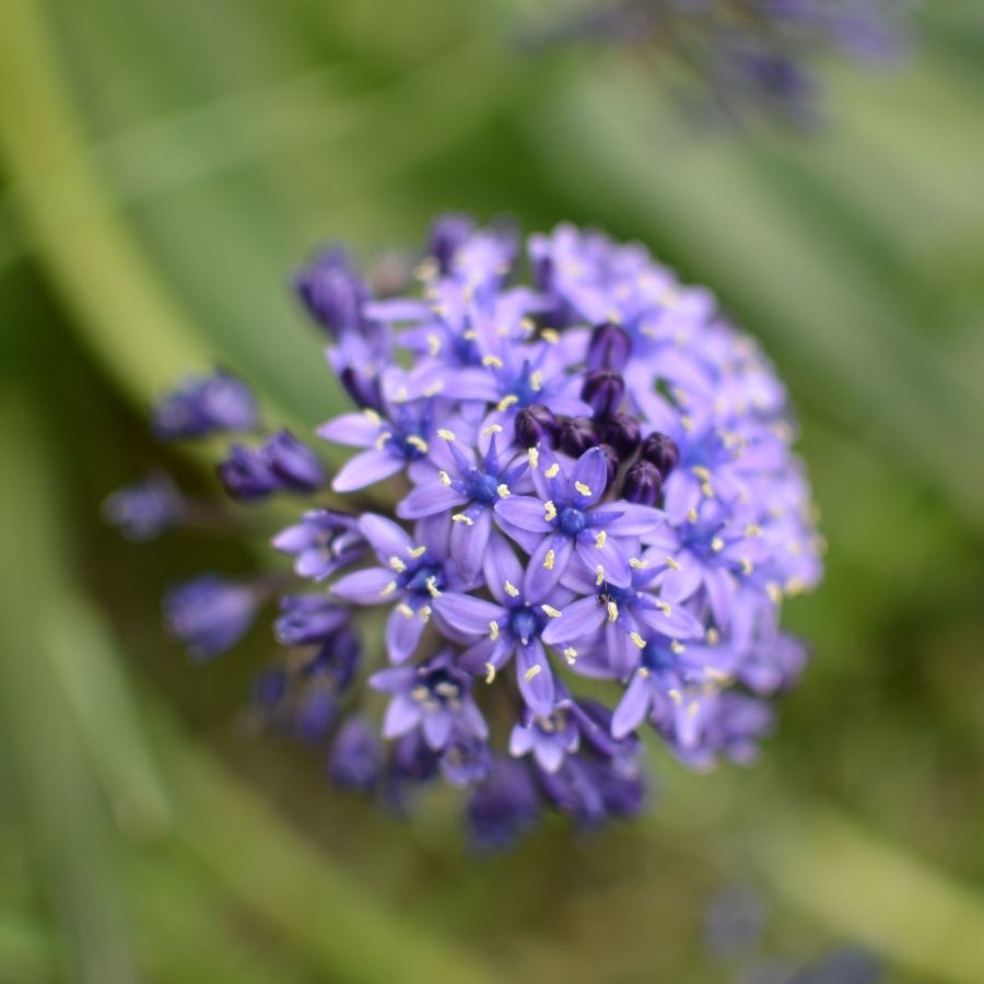 Агапантус Блю Глоб - Dolinasad.by