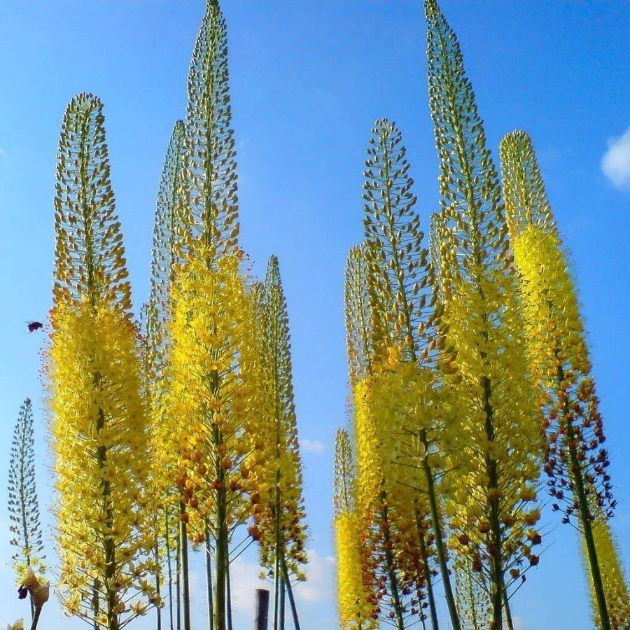 Эремурус Желтый - Dolinasad.by