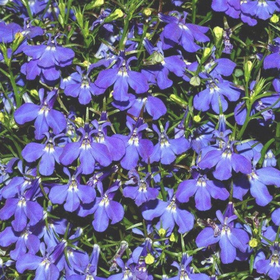 Лобелия Белла Азур - Dolinasad.by