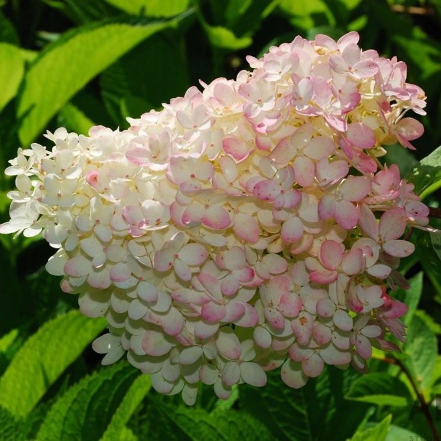 Гортензия метельчатая Грандифлора, С3 - Dolinasad.by