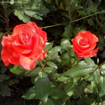 Роза Корветте в горшке - Dolinasad.by