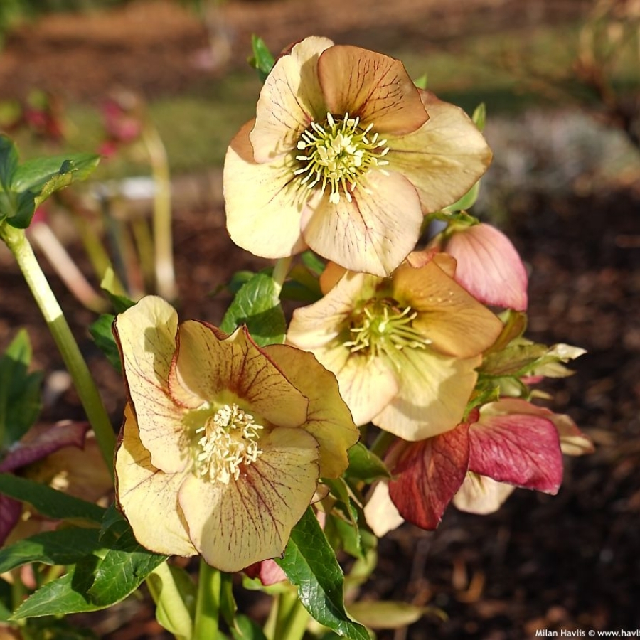 Морозник Априкот - Dolinasad.by