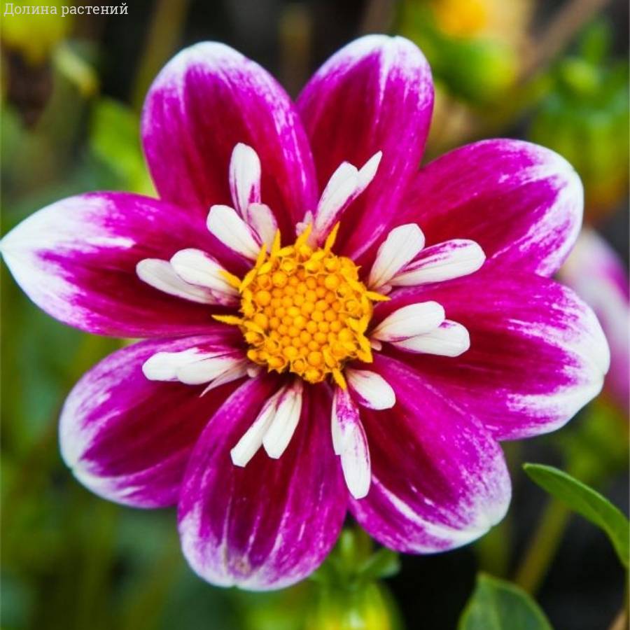 Георгина Импрешен Фабула - Dolinasad.by