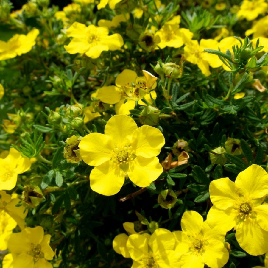 Лапчатка кустарниковая Голдстар, С3 - Dolinasad.by