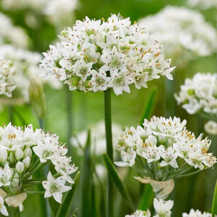 Аллиум китайский Клифс оф Довер - Dolinasad.by