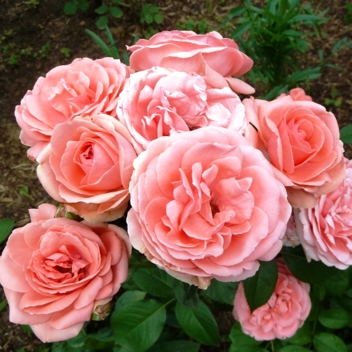 Роза Кимоно в горшке - Dolinasad.by