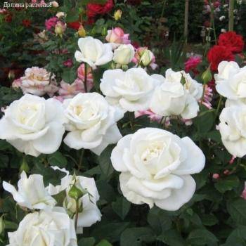 Роза Метрополитен в горшке - Dolinasad.by