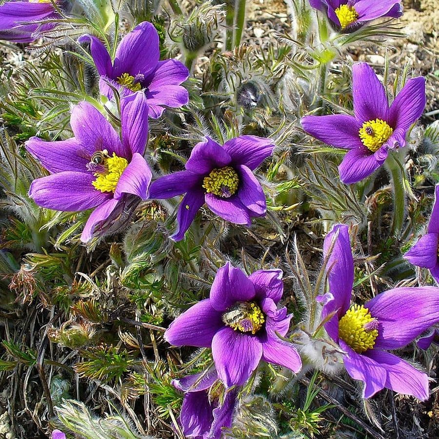 Прострел обыкновенный Розеа - Dolinasad.by