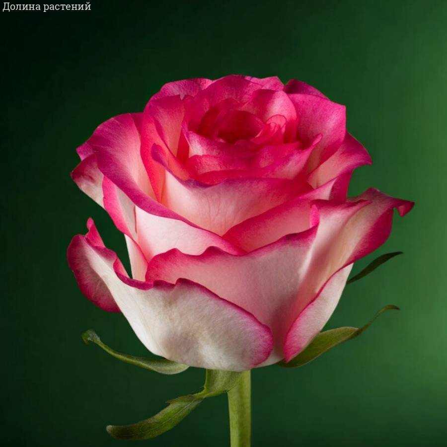Роза Джумилия - Dolinasad.by