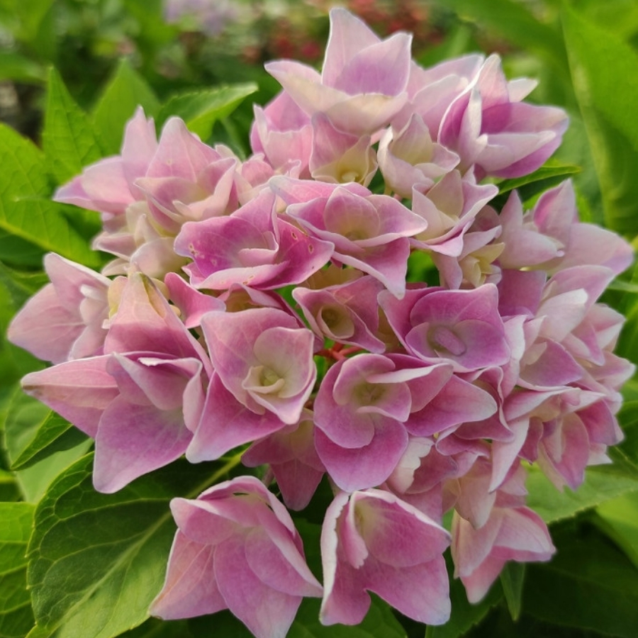 Гортензия крупнолистная Анконг Гортензия крупнолистная Анконг - Dolinasad.by